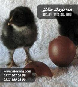 جوجه یکروزه مرندی